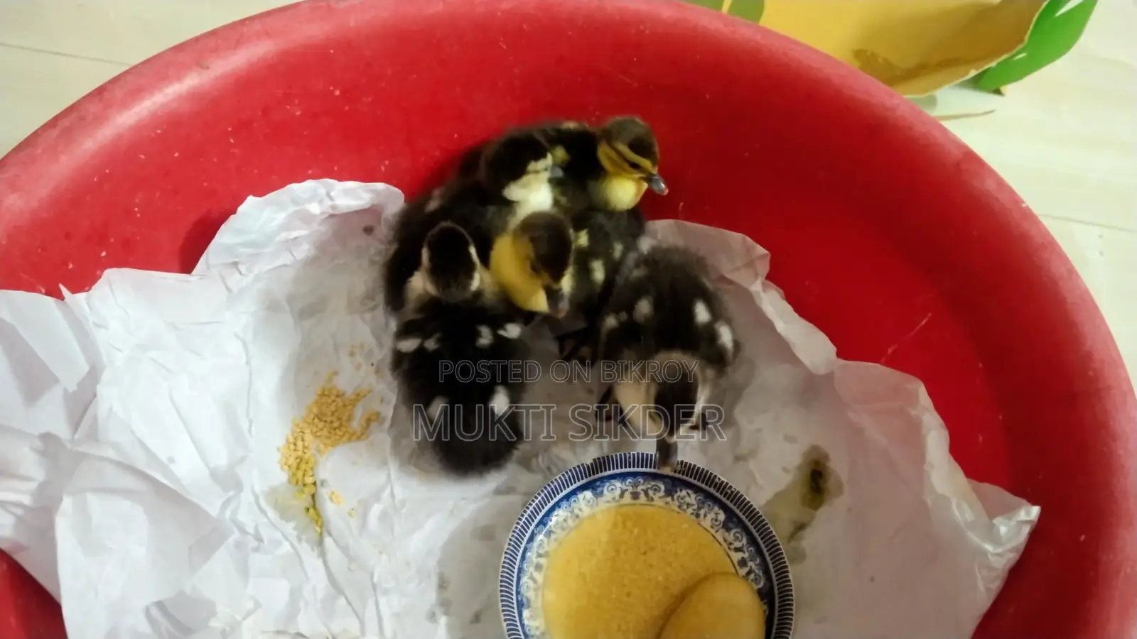 🦆 Chinese Ducklings for Sale (7 Days Old) – Healthy and Naturally Hatched