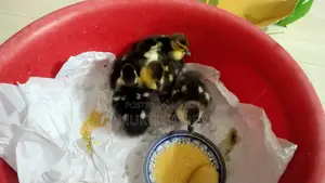 🦆 Chinese Ducklings for Sale (7 Days Old) – Healthy and Naturally Hatched