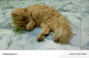 Traditional Persian F/A Cat