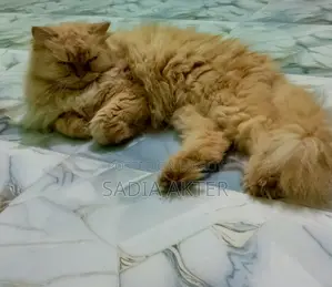 Traditional Persian F/A Cat