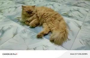 Traditional Persian F/A Cat