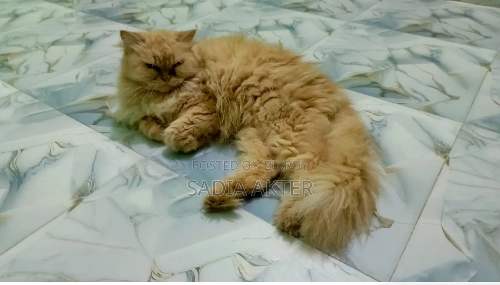 Traditional Persian F/A Cat