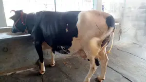 High-Yield Dairy Cow for Sale