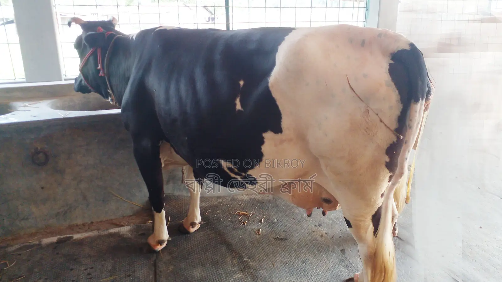 ১১৭৮ নং বেশী দুধের গাভী নিঃসন্ধেহে কিনতে পারেন ।