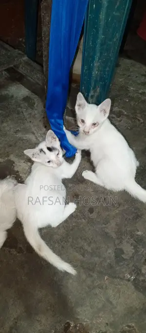 Cat Adoption