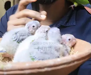 টেম সাইজ কুনুর বেবি