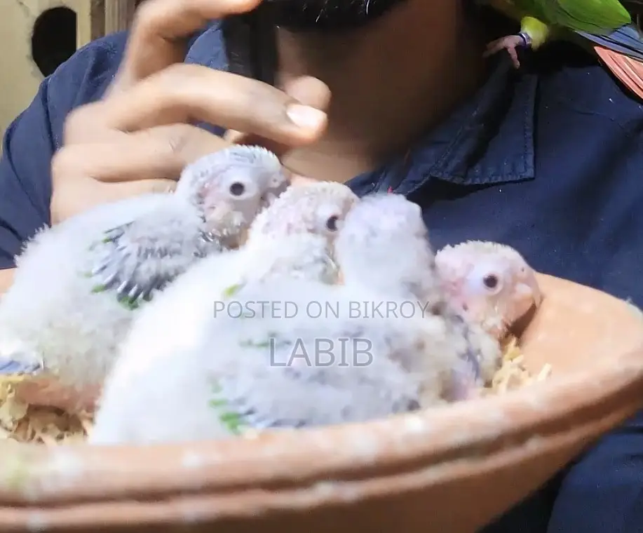 টেম সাইজ কুনুর বেবি