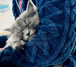 Persian Cat