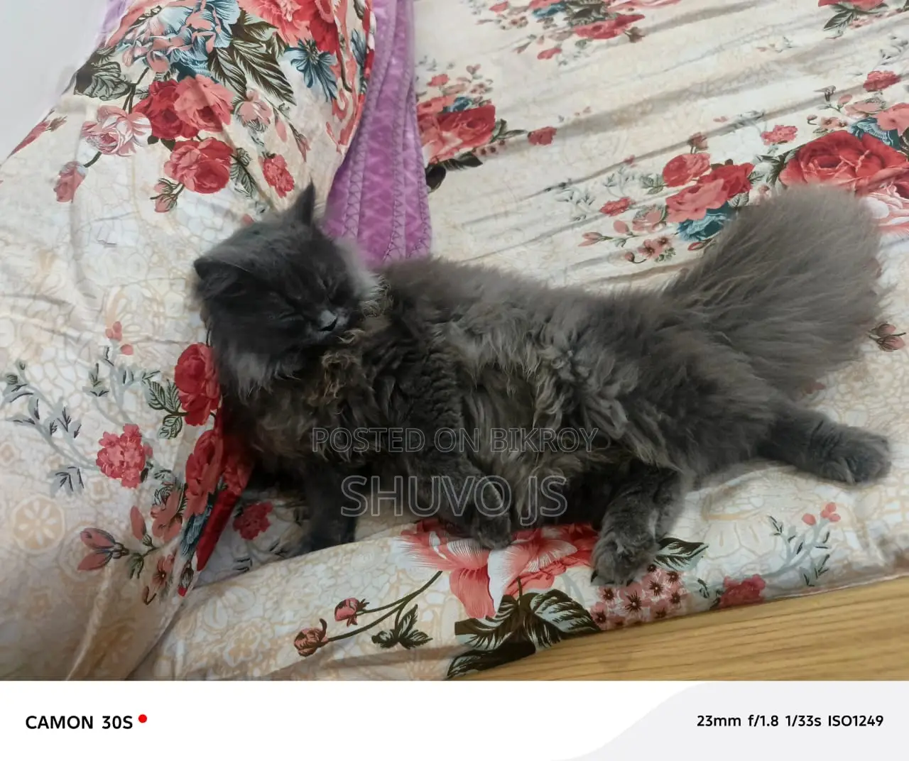 Persian Cat