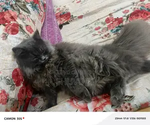 Persian Cat