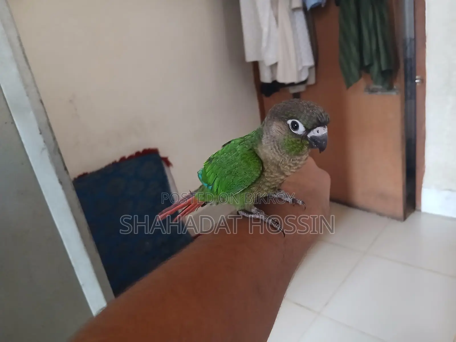 Full Flight Tame Green Conure