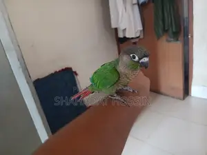 Full Flight Tame Green Conure