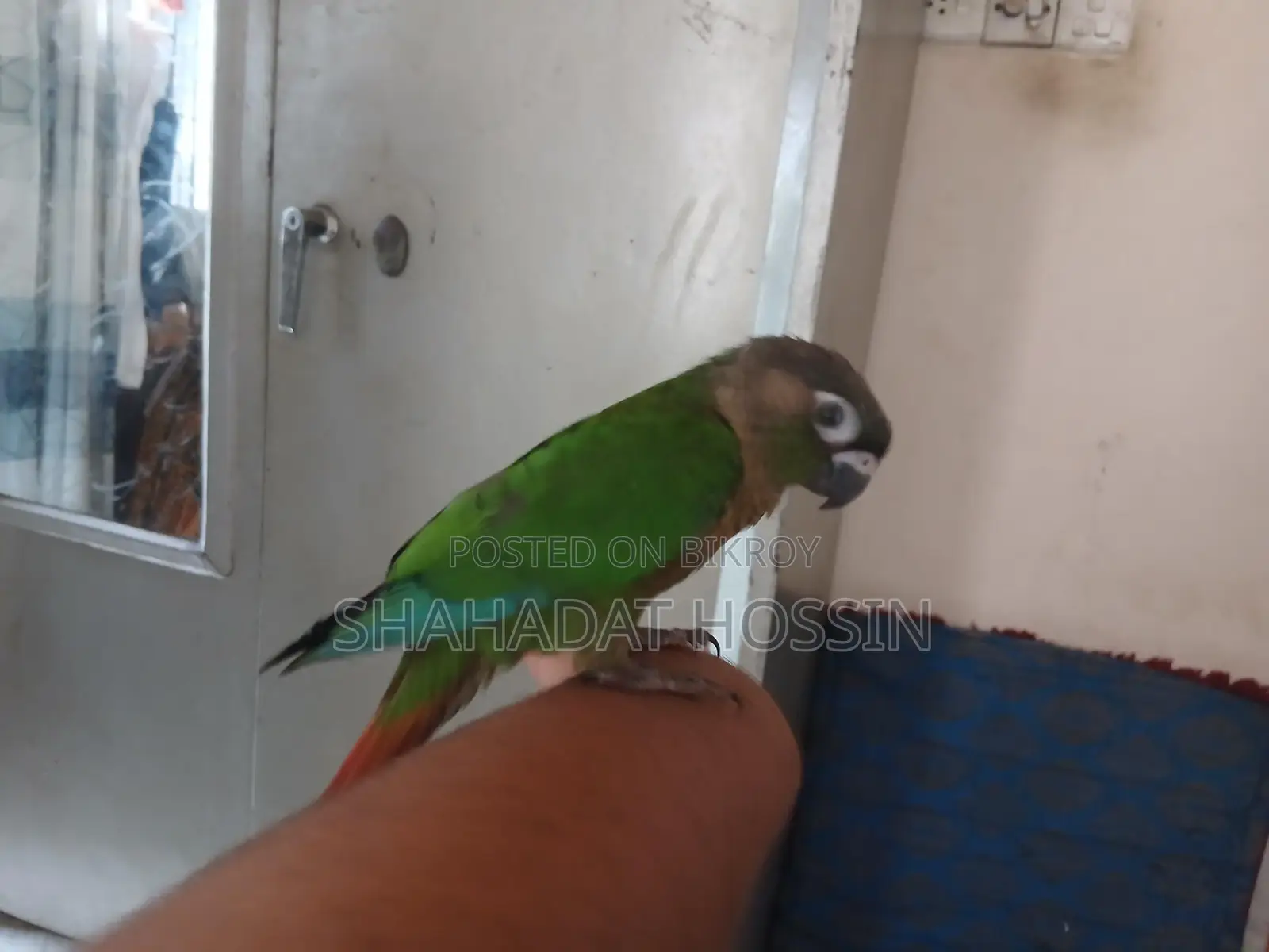 Full Flight Tame Green Conure