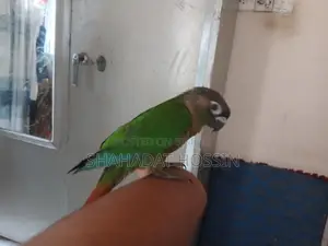 Full Flight Tame Green Conure