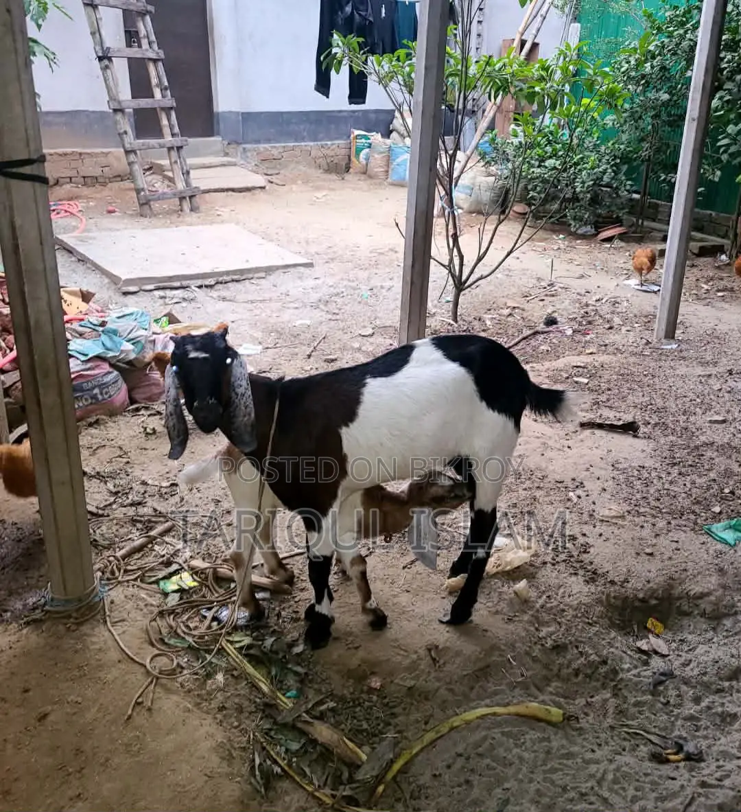 কালারফুল ক্রশ জাতের ছাগল