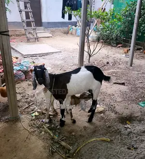 কালারফুল ক্রশ জাতের ছাগল