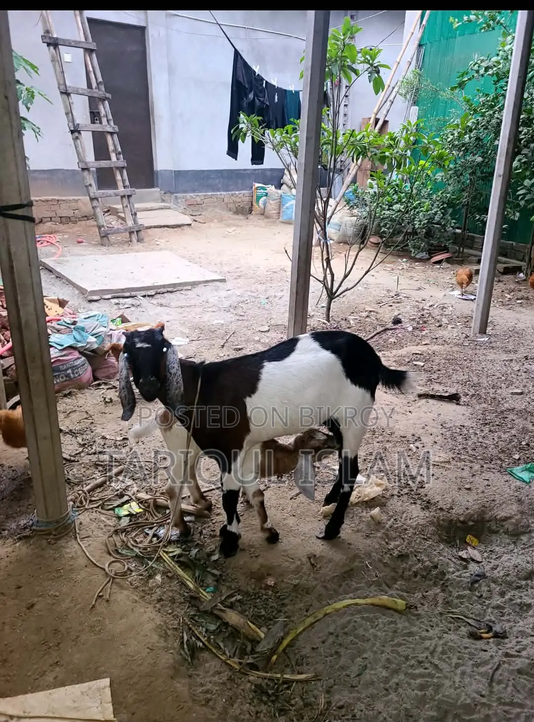 কালারফুল ক্রশ জাতের ছাগল