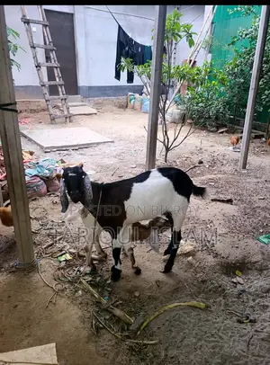 কালারফুল ক্রশ জাতের ছাগল
