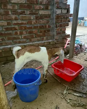 কালারফুল ক্রশ জাতের ছাগল
