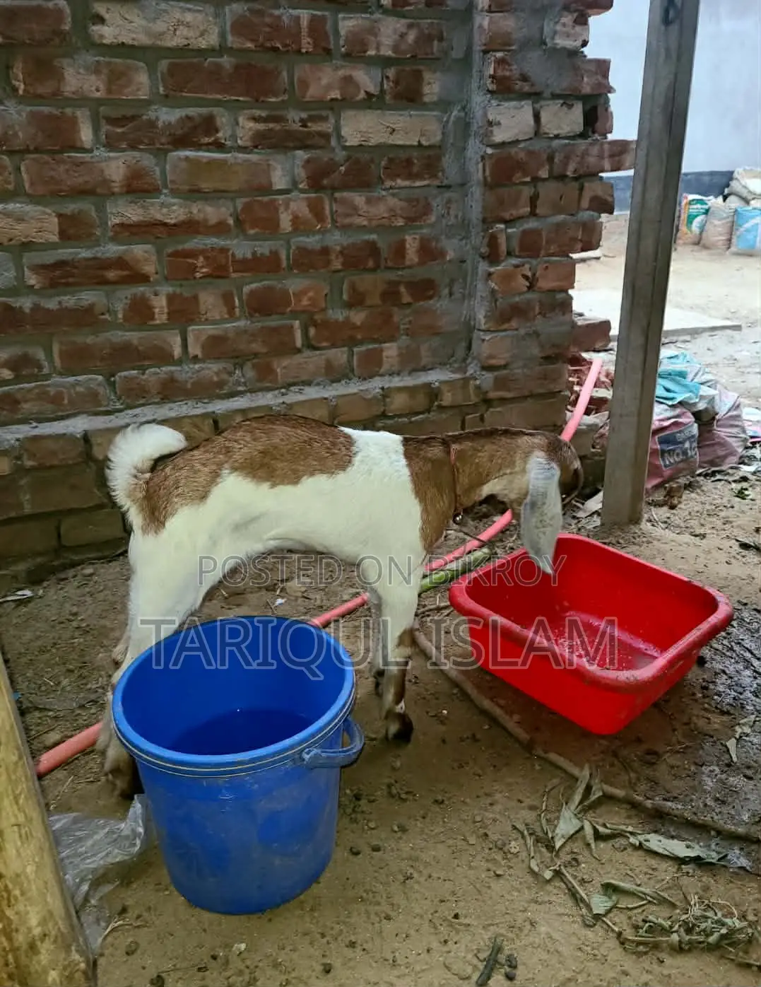 কালারফুল ক্রশ জাতের ছাগল