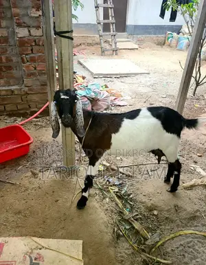 কালারফুল ক্রশ জাতের ছাগল
