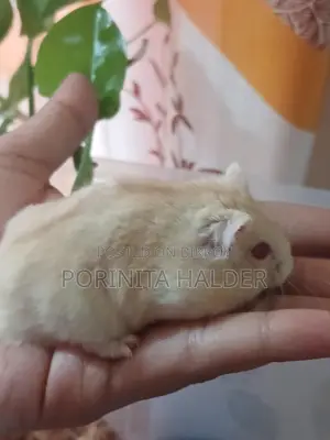 Winter White Hamster