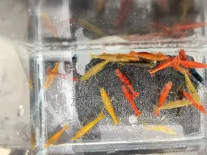 Shrimp Running Fish