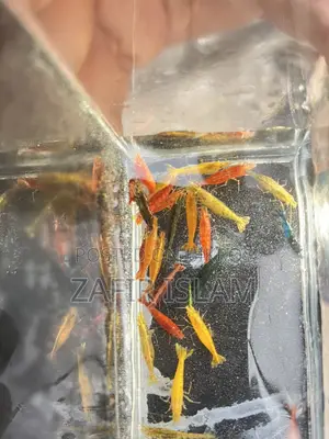 Shrimp Running Fish