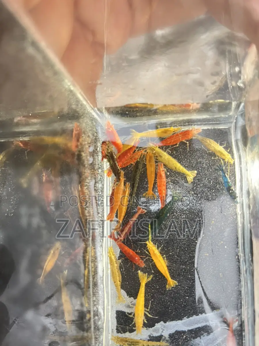 Shrimp Running Fish