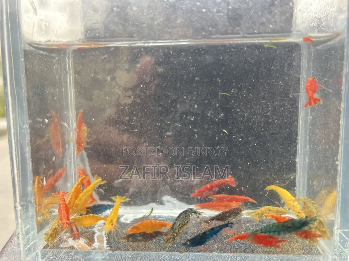 Shrimp Running Fish