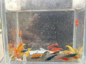 Shrimp Running Fish