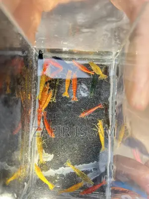 Shrimp Running Fish