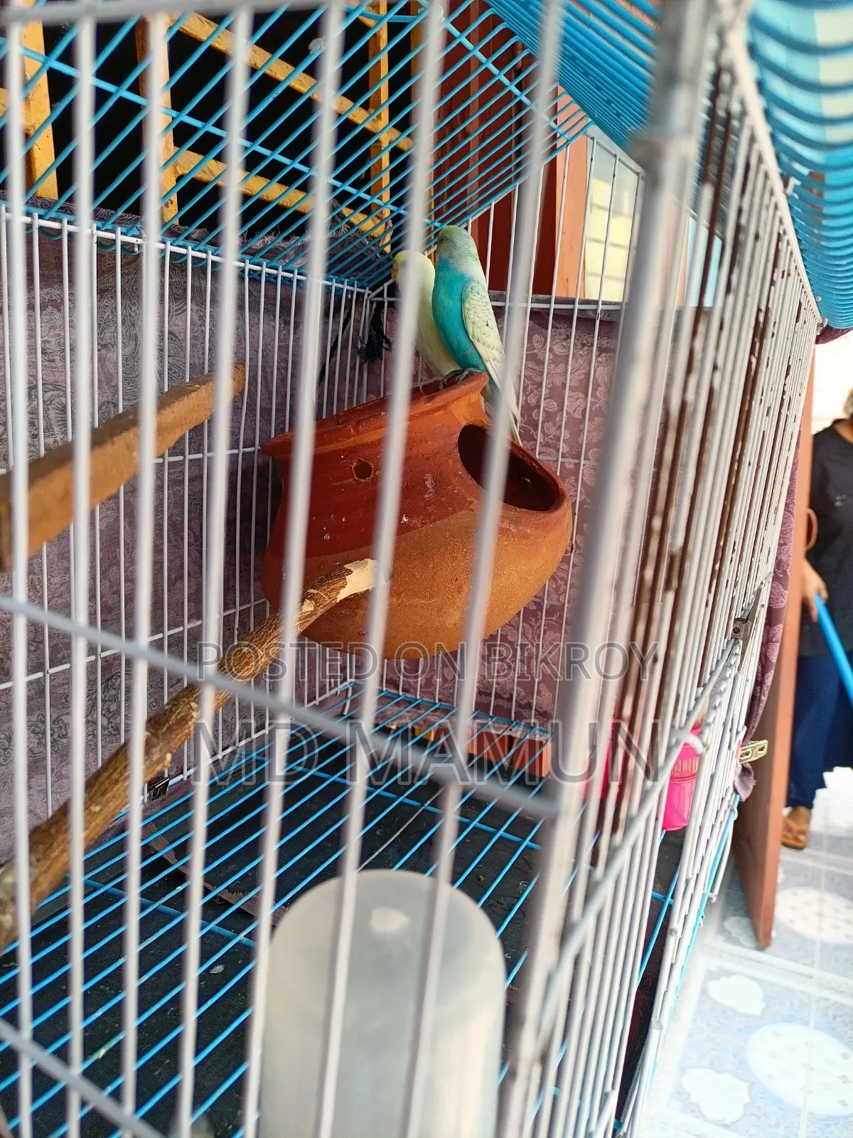Phaki Bikri