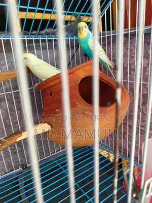 Phaki Bikri