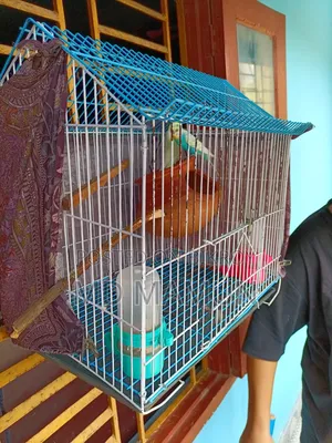 Phaki Bikri