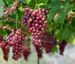 ক্রিমসন সিডলেস মিষ্টি আঙ্গুর গাছ