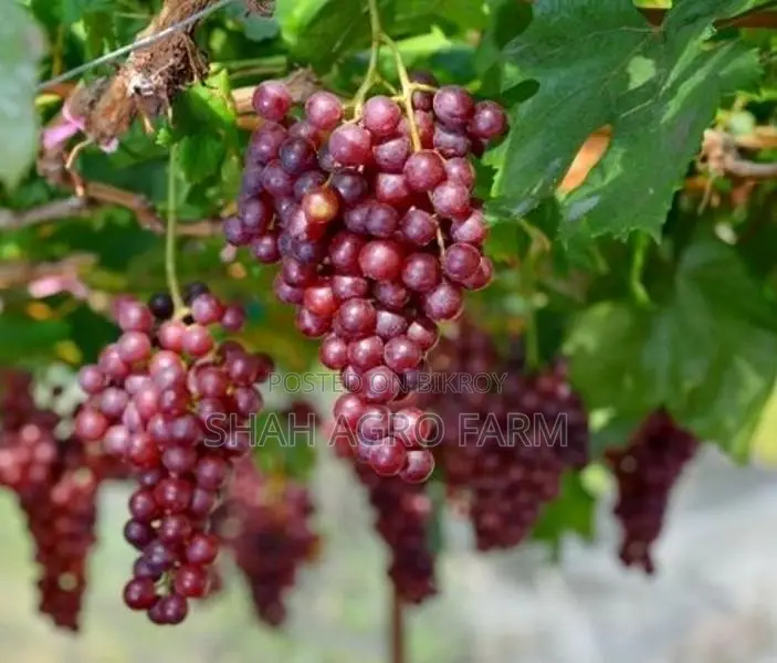ক্রিমসন সিডলেস মিষ্টি আঙ্গুর গাছ