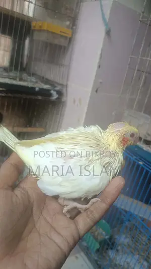 Cockatiel Baby
