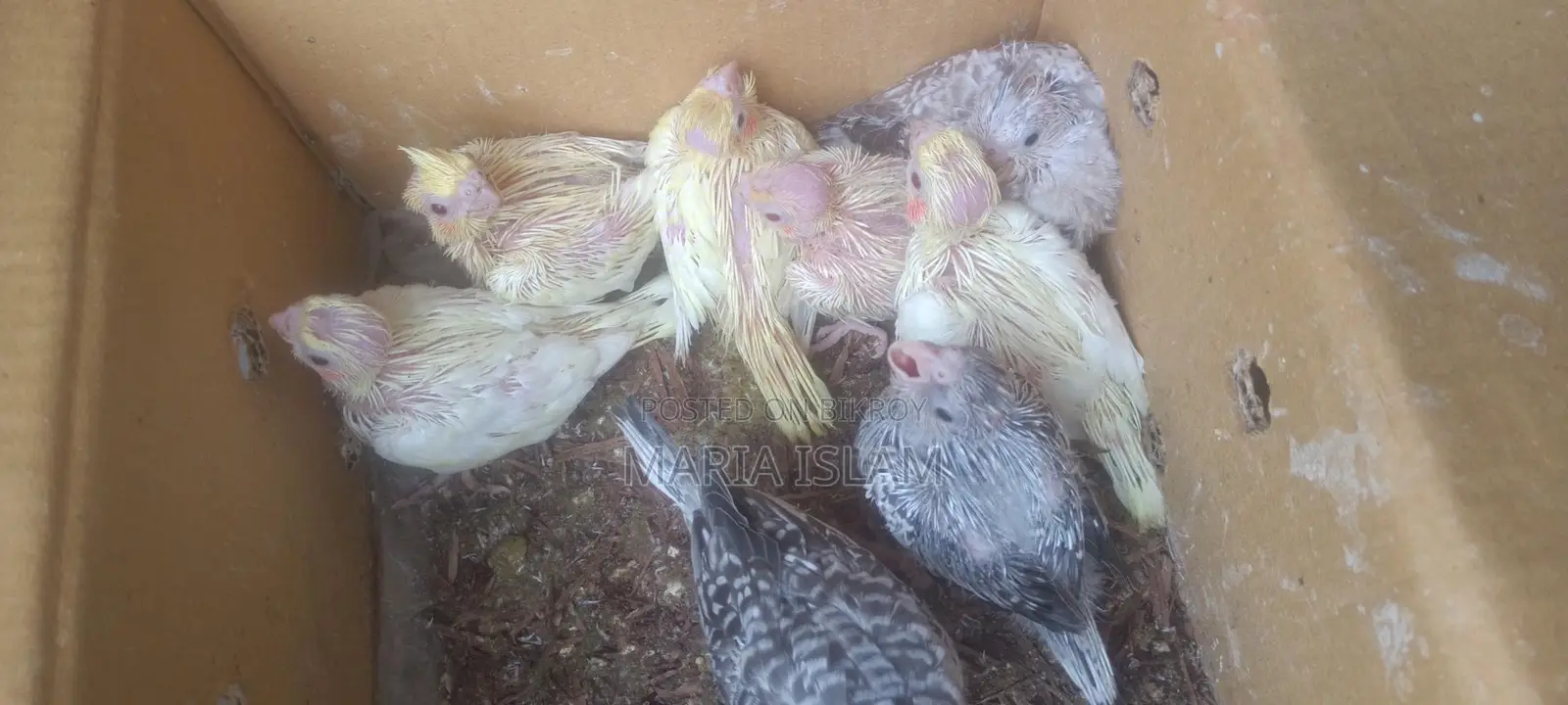 Cockatiel Baby