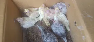 Cockatiel Baby