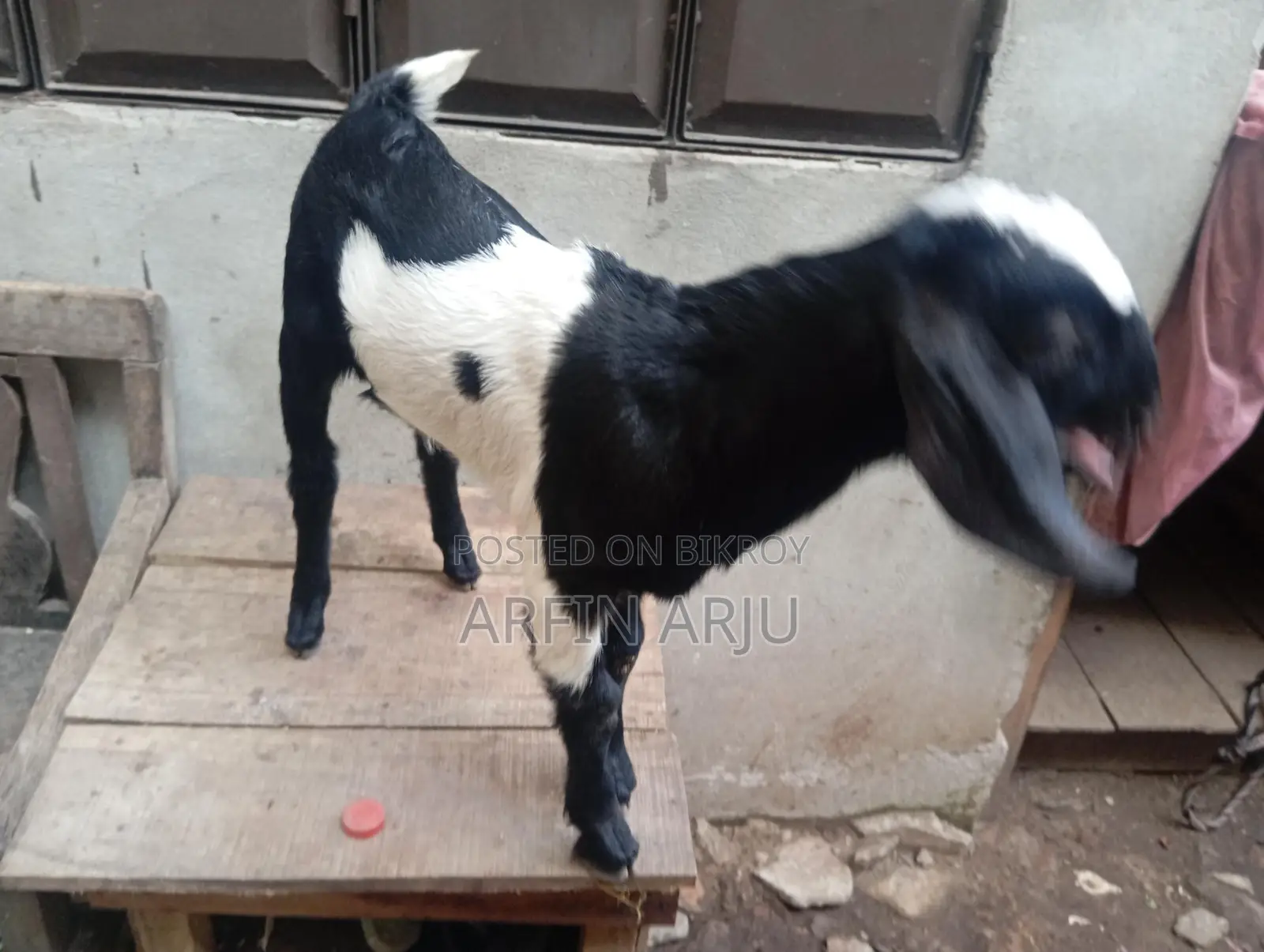 2 Goats for Sale