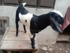 2 Goats for Sale