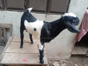 2 Goats for Sale