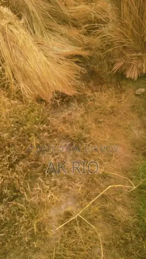পিওর ২৮ ধানের বিছুলি বিক্রি