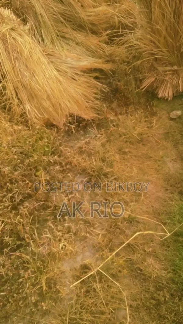 পিওর ২৮ ধানের বিছুলি বিক্রি