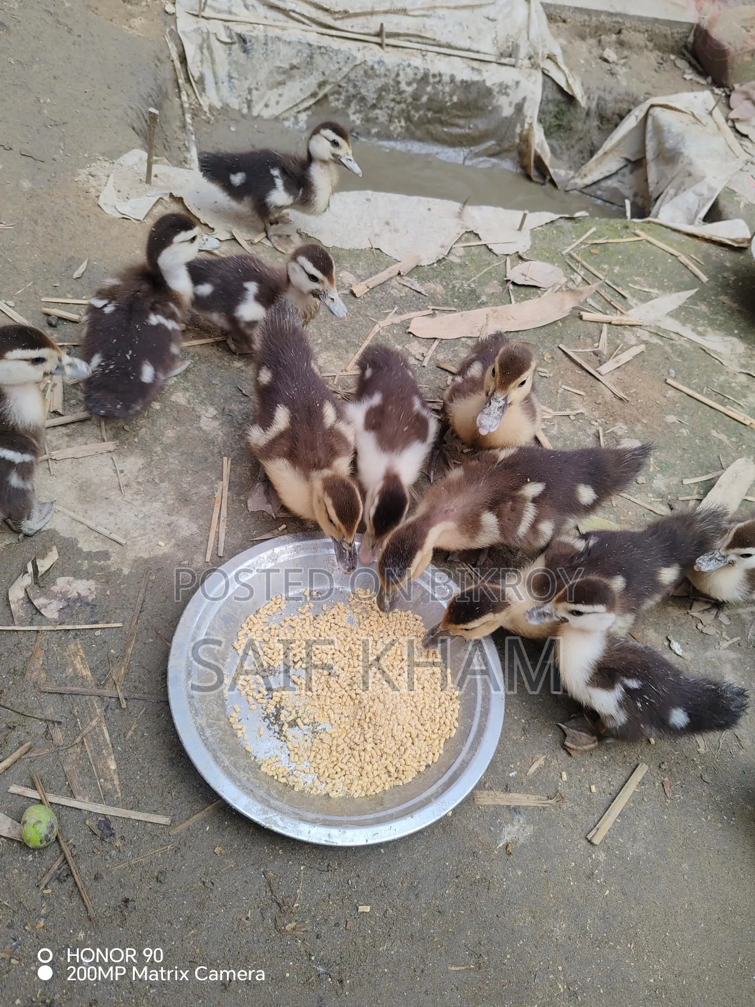 ১৩ পিচ চিন হাঁসের বাচ্চা