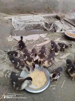 13 Muscovy Ducklings