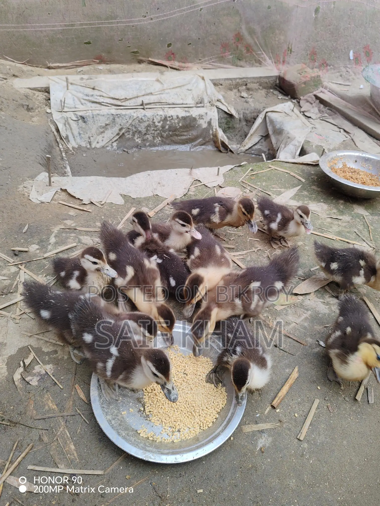 ১৩ পিচ চিন হাঁসের বাচ্চা