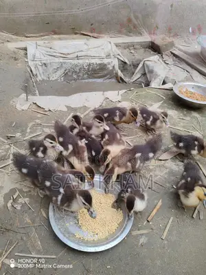 ১৩ পিচ চিন হাঁসের বাচ্চা