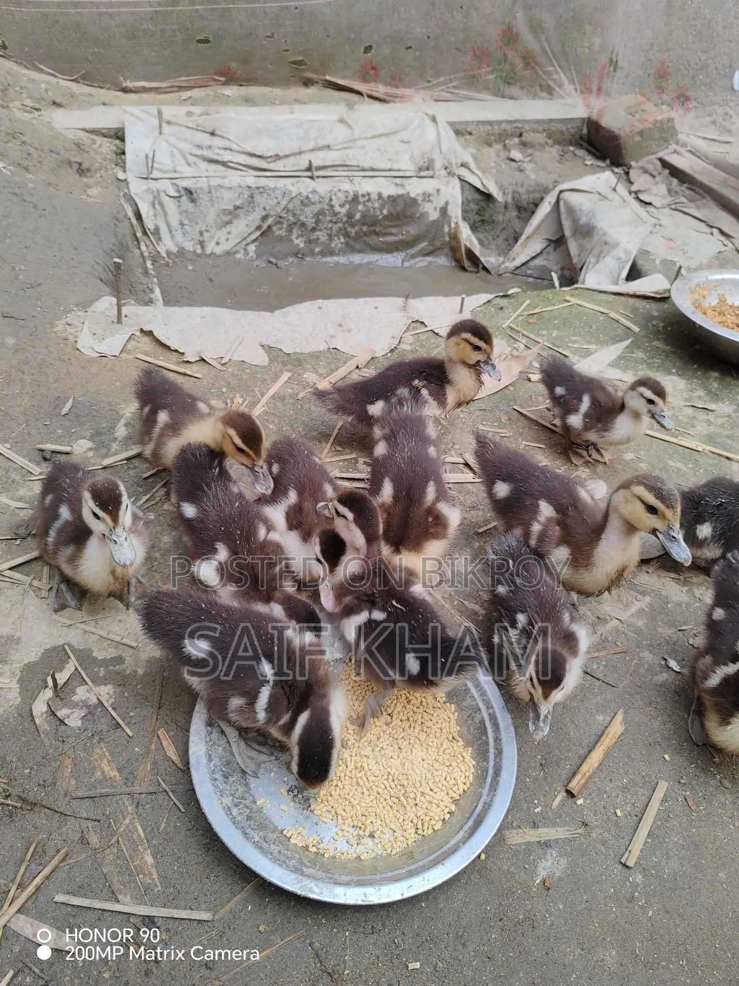 ১৩ পিচ চিন হাঁসের বাচ্চা
